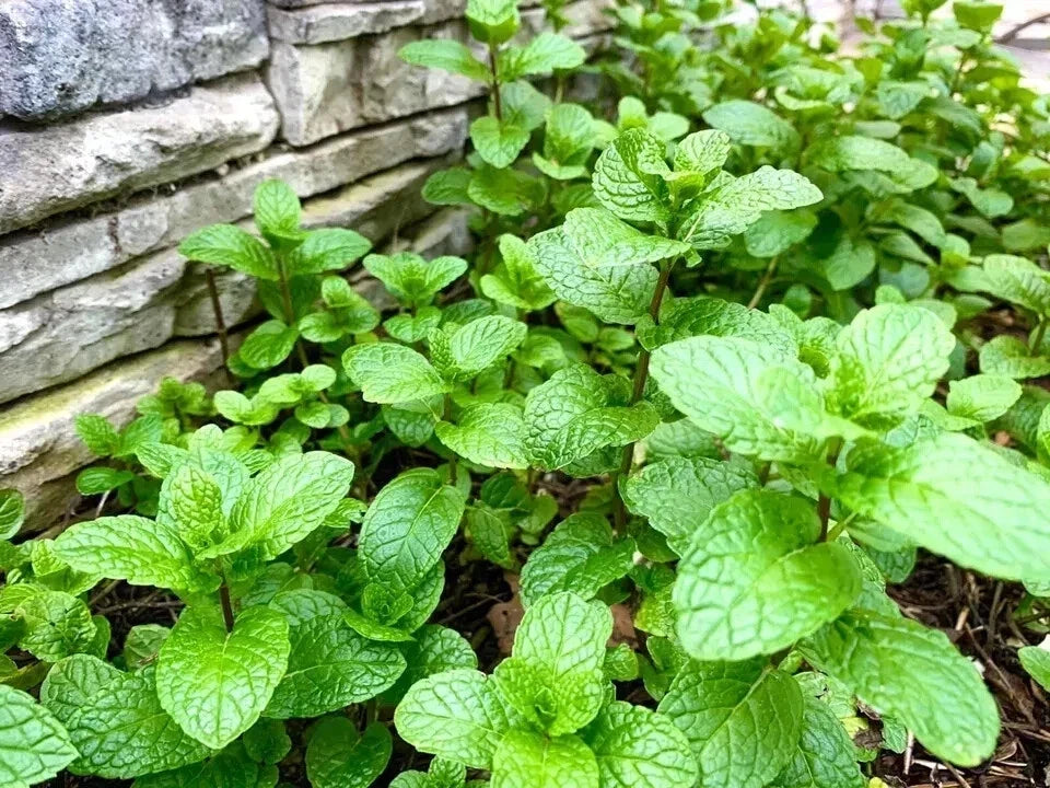 Mint Seeds - 500 Count for Culinary Use - Mentha spp. - Grown in USA 2024