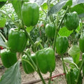 Green Bell Pepper Seeds 100+ 'Emerald Giant' Non-GMO Sweet Pepper Capsicum annuum