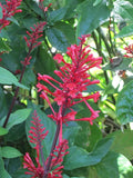 Fire Spike Red Rooted Starter Plant, Odontonema strictum, Attracts Hummingbirds, Vibrant Blooms for Garden or Indoor Use