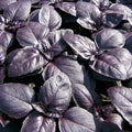 Red Rubin Basil Seeds - Herb, 240 Pack, Ocimum basilicum 'Red Rubin' for Culinary & Garden Use