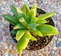 Rare Haworthia Turgida Var. Longibraacteata Succulent - 5" Potted Plant with Transparent Tips, Indoor Plant, Easy Care, Drought Tolerant