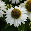 50 Blanco Coneflower Seeds - Echinacea purpurea Perennial White Flowers for Pollinators & Garden Borders