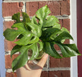 Rhaphidophora Tetrasperma Cuttings - Mini Monstera Propagation - 2 Leaves, 2 Nodes - Indoor Houseplant Starter Kit