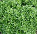 Dwarf Greek Basil Seeds, 300+ Non-GMO Herb Seeds, Compact Ocimum basilicum for Indoor & Outdoor Gardening