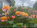 Heirloom The Impressionist™ Live Rose Cuttings 5-8" Long - 3 Unrooted Stems Rosa spp.