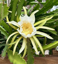 Dragon Fruit Cuttings 8-10 Inch Long, Hylocereus undatus, Fresh Pitaya Planting Material for Indoor & Outdoor Gardens