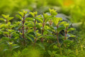 Sweet Marjoram Seeds - 100 Count - Perennial Herb Origanum majorana