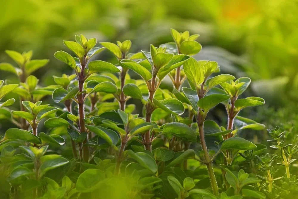 Sweet Marjoram Seeds - 100 Count - Perennial Herb Origanum majorana