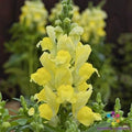 Snapdragon Seeds - 1000+ Candy Tops Yellow Antirrhinum majus Garden Planting Seeds for Borders & Containers