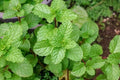 Upright Peppermint Plant - Organic Culinary & Medicinal Herb - Mentha × piperita