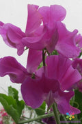 Sweet Pea Seeds, 50+ Pack, Bridget McAleer Variety, Lathyrus odoratus, for Garden Planting, USA, Free Shipping
