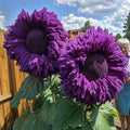Purple Giant Teddy Bear Sunflower Seeds - 50pcs Helianthus annuus for Garden Borders