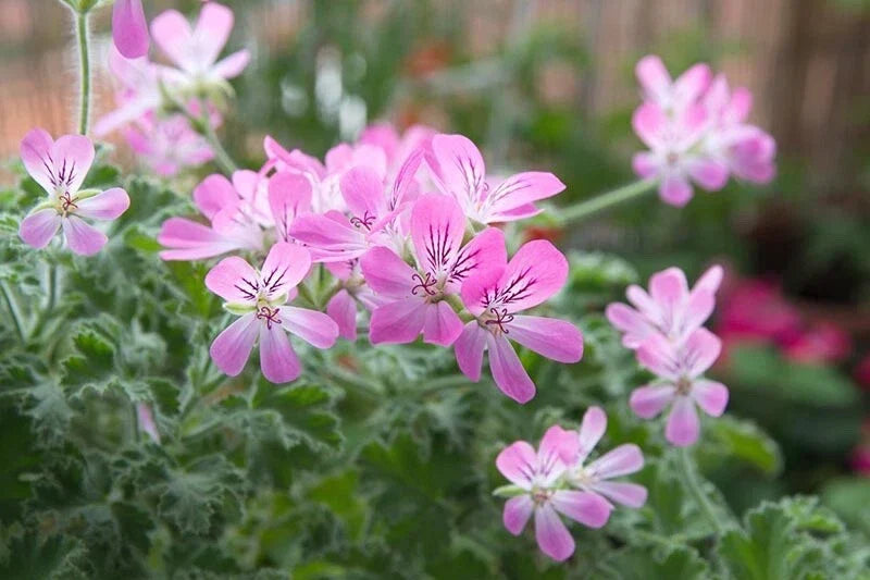 Rose Scented Geranium Cuttings 6 Pack - Pelargonium graveolens Aromatic Indoor & Outdoor Gardening