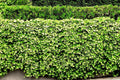English Ivy Live Roots - 5 Pack - Green Ground Cover Plants - Hedera helix - Perfect for Patios and Lawn Fencing