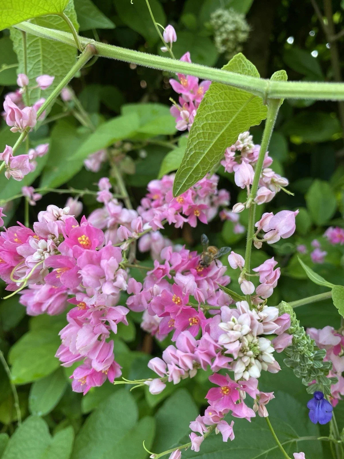 Mexican Creeper Vine Plant - Pollinator Friendly, Privacy Cover, Perfect for Bees, Antigonon leptopus