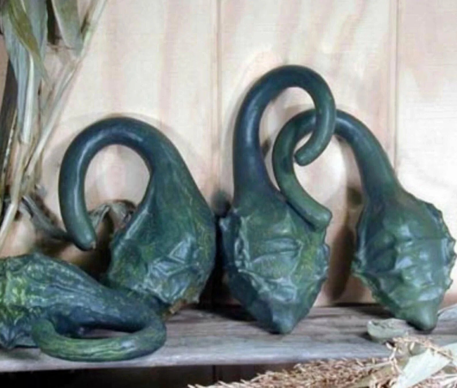 Caveman's Club Gourd Seeds - 10 Heirloom Maranka Squash Seeds - Rare Dinosaur Gourd Variety - Unique Garden Plant