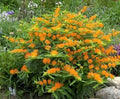 Orange Butterfly Weed Seeds - Native Wildflower for Container Garden - Easy to Grow, Heat & Cold Tolerant (Asclepias tuberosa)
