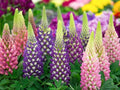 Russell Lupine Flower Seeds - 200+ Seeds - Lupinus polyphyllus Wildflower