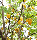 Starfruit Tree Cuttings 6"-8" Inch Varieties - Averrhoa carambola - Unique Extras Included
