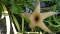Giant Stapelia Cutting - Fresh Succulent Plant - Star-Shaped Flowers - Stapelia gigantea