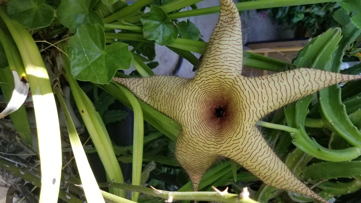 Giant Stapelia Cutting - Fresh Succulent Plant - Star-Shaped Flowers - Stapelia gigantea