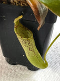 Carnivorous Plant - Live Nepenthes Epiphytica x Mollis AW SG - Exotic Pitcher Plant for Terrarium & Indoor Garden
