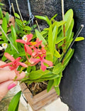 Epidendrum radicans Pink Orchid Cutting - 1 Rooted Cutting for Full Sun - Tropical Houseplant