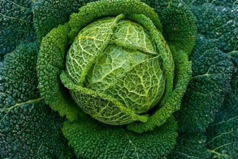 Savoy Perfection Cabbage Seeds – Heirloom Brassica oleracea var. capitata, Non-GMO, 200+ Fresh Seeds for Home Gardening