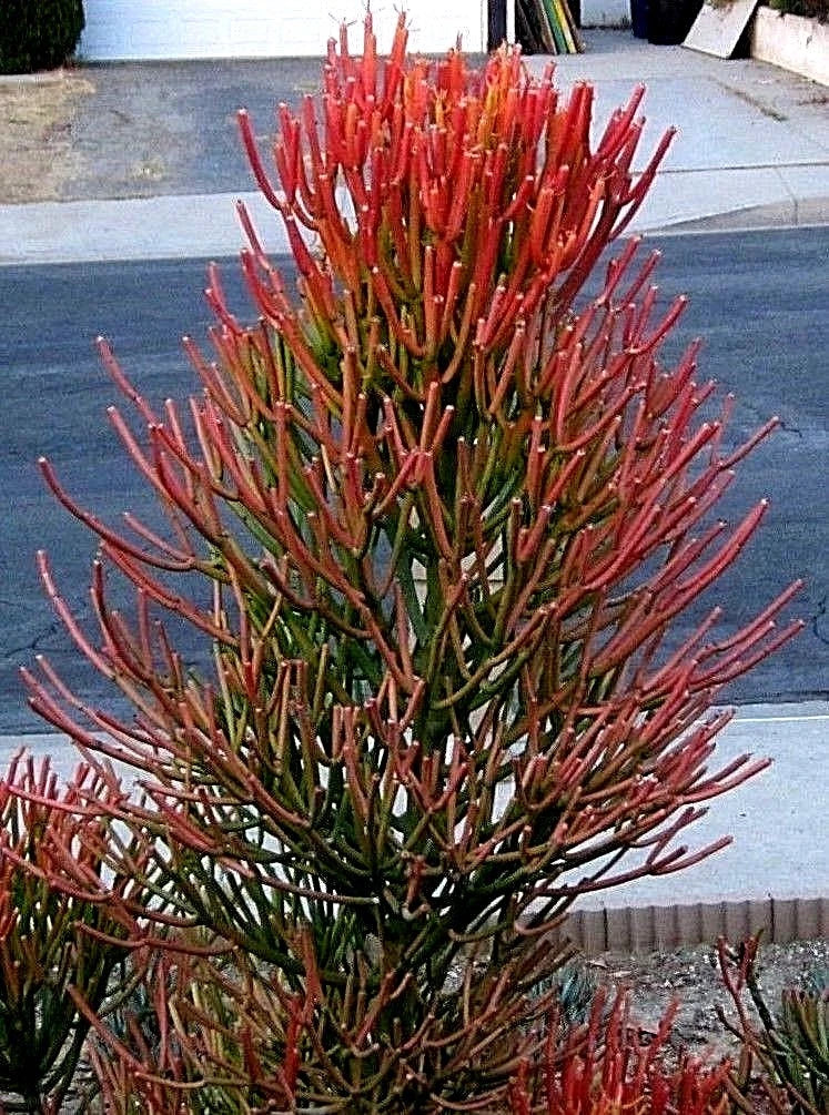 Fire Sticks Cuttings - Euphorbia Tirucalli Pencil Cactus Succulent - Fresh 10 Cuttings for Planting or Propagating