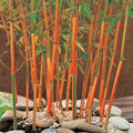Red Fountain Bamboo Seeds - Climbing Garden Seeds for Privacy & Shade - Phyllostachys rubromarginata
