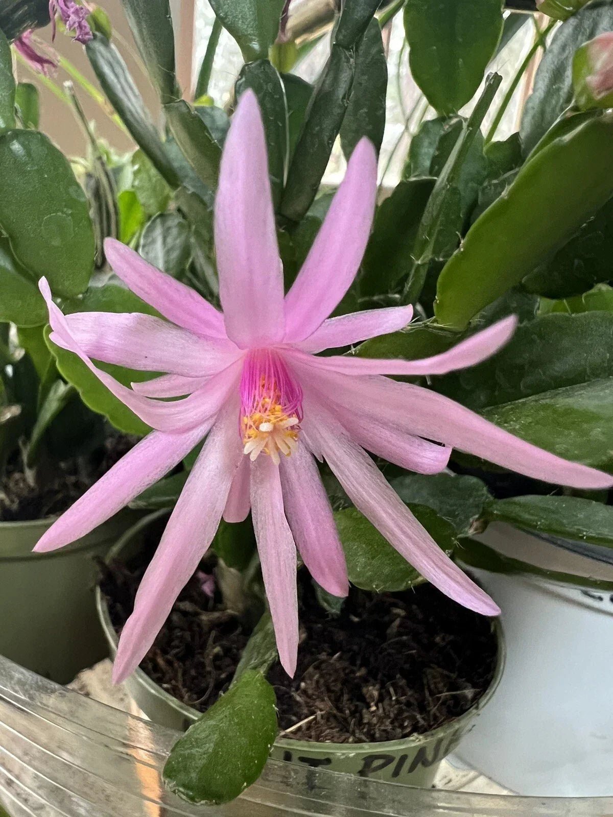 Easter Cactus Rooted Plant Spring Sunrise Light Pink Rhipsalidopsis Hatiora Cactus for Indoor Garden