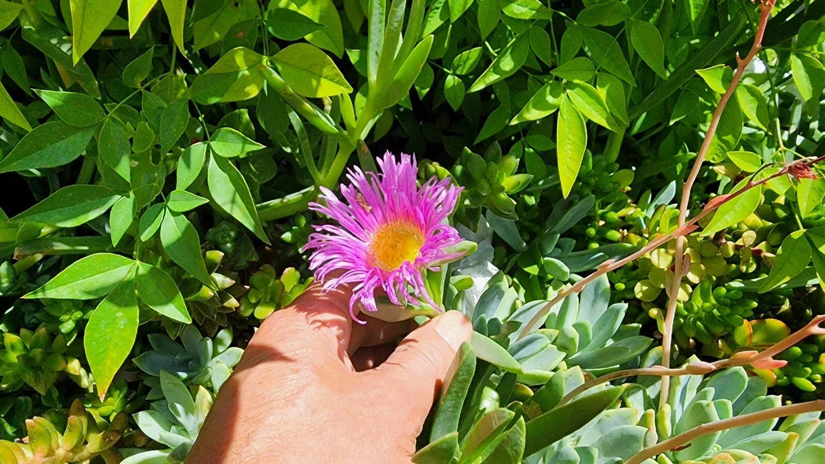 Live Ice Plant Cuttings 36 Pcs Drought-Resistant Ground Cover Succulent Delosperma spp.