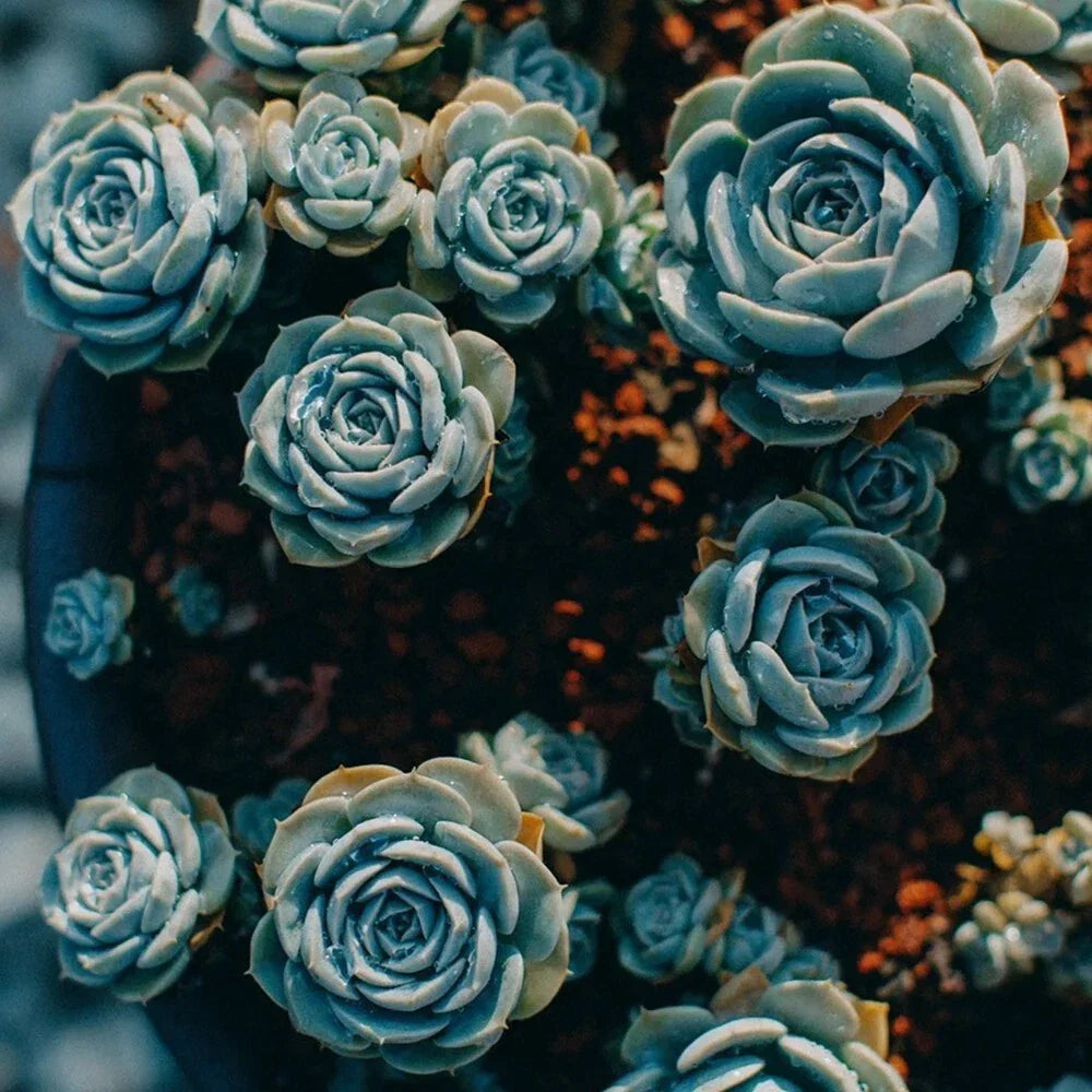 Blue Midnight Oil Succulent Seeds - 100pcs Witchford Lithops for Garden Planting