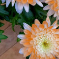 Citrus Spice Mum Seeds - 200+ Chrysanthemum Flower Seeds, Colorful Annual Bloom, Perfect for Garden Planting