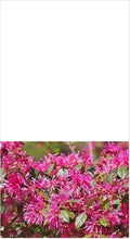 Loropetalum Shrub 3" Plum Delight - Flowering Live Plant, Loropetalum chinense