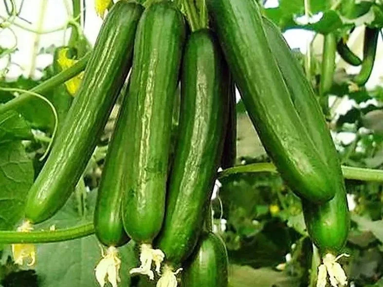 Beit Alpha Cucumber Seeds - Organic Heirloom Variety for Salads & Pickling - Cucumis sativus, 50+ Seeds