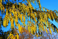 30 Hazel Alder Tree Seeds - Alnus incana Rugosa - Fast Growing Native Trees for Planting