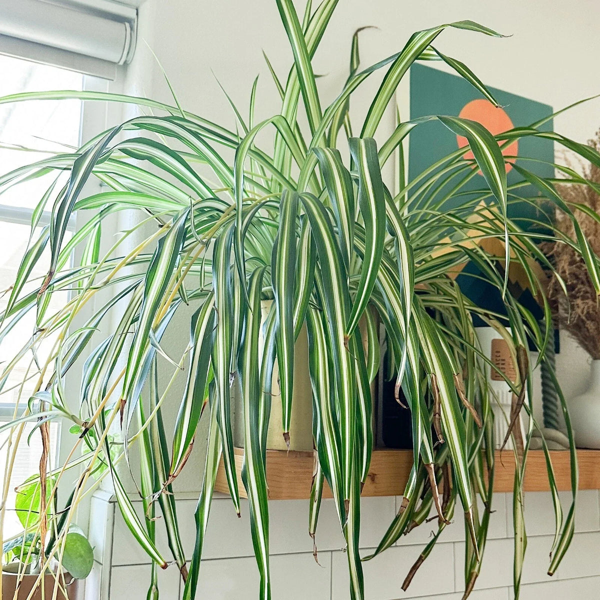 Live Spider Plant Cuttings - Fully Rooted 'Chlorophytum comosum' - Ready to Plant Indoor Houseplant