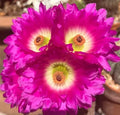 Echinocereus Rigidissimus Rainbow Hedgehog Cactus 4" Potted with Pink Flowers Succulent Desert Plant