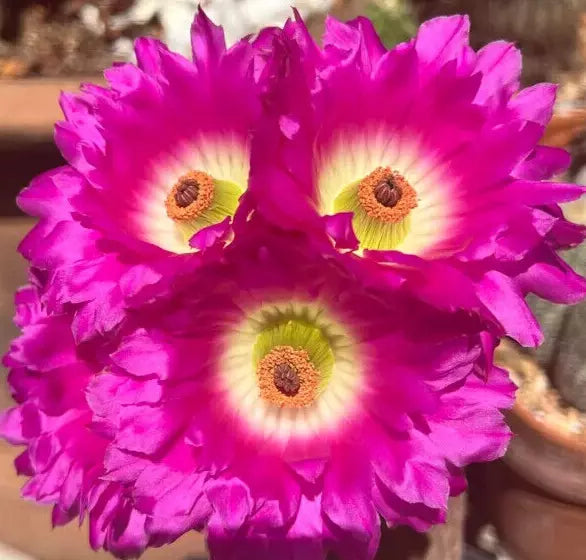 Echinocereus Rigidissimus Rainbow Hedgehog Cactus 4" Potted with Pink Flowers Succulent Desert Plant