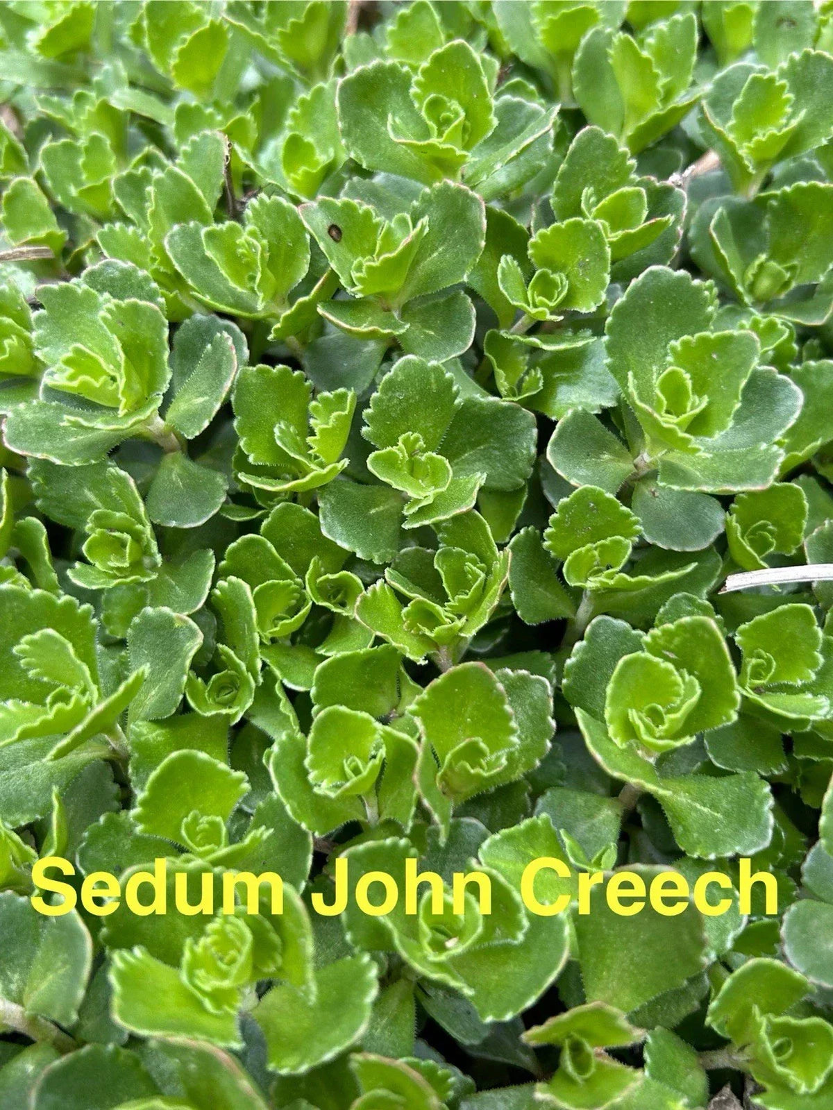 20 Live Sedum John Creech Ground Cover Plants - Hardy Perennial Succulents