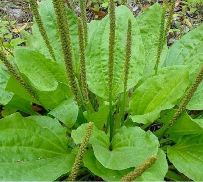 Plantain Seeds 300+ Count - Perennial Herb for Gardens, Teas, and Greens - Scientific Name Plantago Major