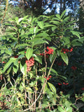 Organic Ornamental Plant 1.5-2 Ft Tall Coral Berry Ardisia crenata, Cold Hardy, Native Gulf Coast, Red Berries, Green Foliage