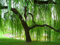 Weeping Willow Tree Cuttings - 10 Fresh Salix babylonica Branches for Landscaping and Garden
