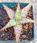 Aloe 'Pink Blush' Potted Plant - 4" Diameter - Pink Edges - Aloe Hybrid Succulent for Indoor & Outdoor Spaces