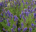 Hyssop Seeds 500+ Perennial Flower Hyssopus Officinalis Garden Herbs for Pollinators Free Shipping