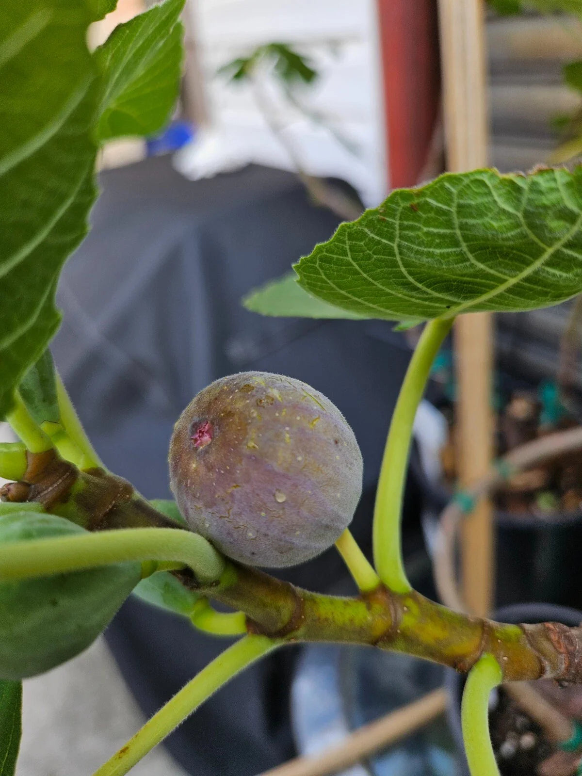 Smith Fig Cuttings - 2 Premium Cuttings with Willow Water for Rooting - Ficus carica