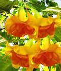 10 Seeds DBL Bright Yellow Orange Angel Trumpet