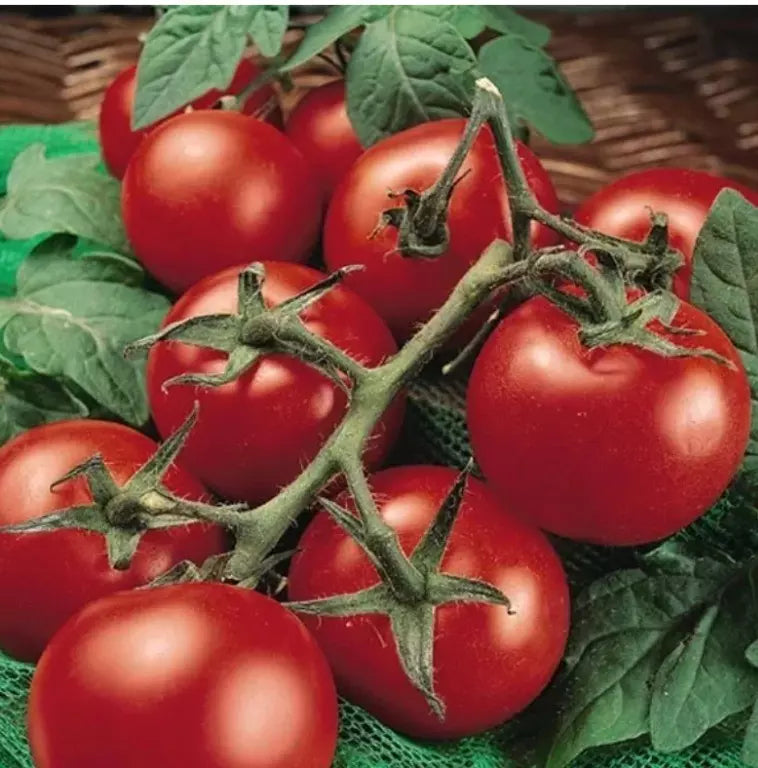 Heirloom MoneyMaker Tomato Seeds – Organic Non-GMO, 10+ Pack, Solanum lycopersicum, Juicy, High Yield, Perfect for Gardens & Containers