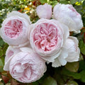 Earth Angel Rose Floribunda Unrooted Cuttings - 3 Fresh Pink Rose Plant Cuttings Rosa 'Earth Angel'